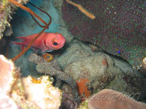poisson soldat Myrispristis jacobus.JPG